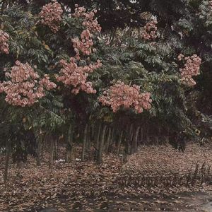 宋雨琦被调教出奶水的视频
